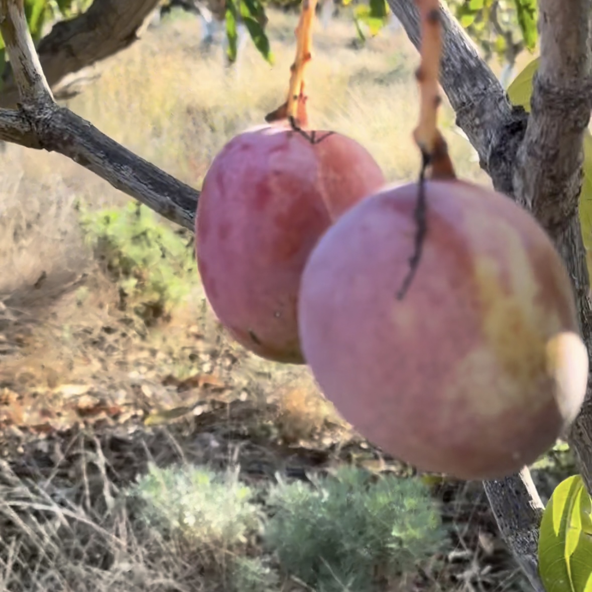 Casa Alegria mango farm, El Hierro